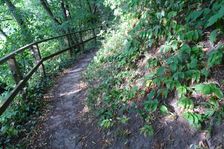 Hainburg - Röthelstein, Polygonatum latifolium