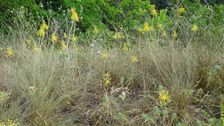 Hainburg - Röthelstein, Allium flavum