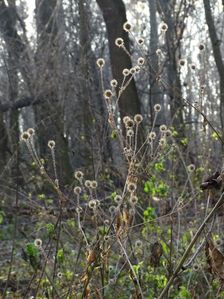 Leithaauen, Pachfurth, Dipsacus pilosus