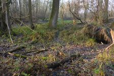 Leithaauen, Pachfurth