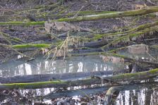 Leithaauen, Pachfurth