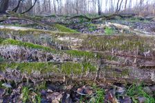 Leithaauen, Pachfurth