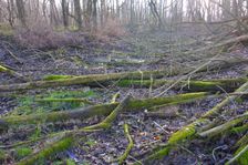 Leithaauen, Pachfurth