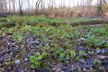 Leithaauen, Pachfurth, Mentha aquatica