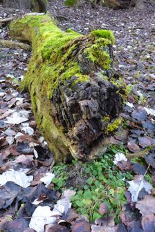 Leithaauen, Pachfurth