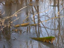 Leithaauen, Pachfurth