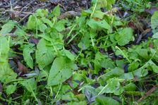 Leithaauen, Pachfurth, Rorippa amphibia