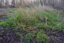 Leithaauen, Pachfurth, Phragmites australis