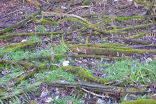 Leithaauen, Pachfurth