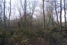 Leithaauen, Pachfurth