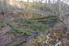 Leithaauen, Pachfurth