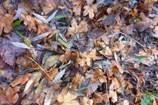 Leithaauen, Pachfurth, Acer campestris, Ulmus laevis, Fraxinus excelsior & Salix alba