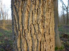 Leithaauen, Pachfurth, Juglans nigra