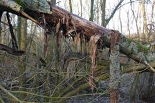 Leithaauen, Pachfurth