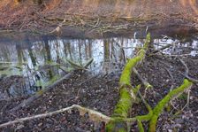 Leithaauen, Pachfurth