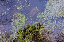 Leithaauen, Pachfurth, Lemna minor