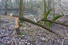 Leithaauen, Pachfurth, beaver tracks