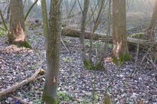 Leithaauen, Pachfurth, beaver tracks