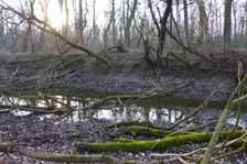 Leithaauen, Pachfurth