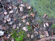 Leithaauen, Pachfurth