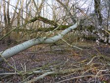 Leithaauen, Pachfurth