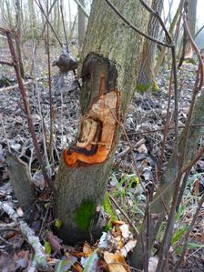 Leithaauen, Pachfurth, beaver tracks on Prunus padus