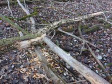Leithaauen, Pachfurth, beaver tracks on Populus cf. alba