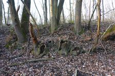 Leithaauen, Pachfurth, Populus cf. alba & Fraxinus excelsior