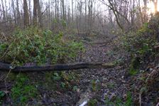 Leithaauen, Pachfurth