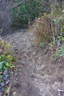 Leithaauen, Pachfurth, beaver tracks