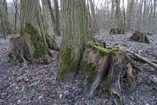 NP Donauauen, core zone, former cultivated forest