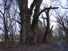 Donauauen outside the National Park, maybe the biggest Populus nigra in Austria