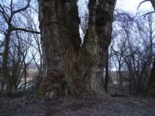 Donauauen outside the National Park, maybe the biggest Populus nigra in Austria