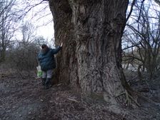 Donauauen outside the National Park, maybe the biggest Populus nigra in Austria
