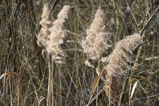 Hainburger Donauauen outside the National Park, Phragmites australis