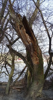 Hainburger Donauauen outside the National Park