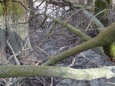 Hainburger Donauauen outside the National Park