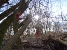 Hainburger Donauauen outside the National Park