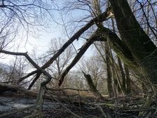 Hainburger Donauauen outside the National Park