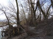 Hainburger Donauauen outside the National Park