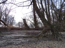 Hainburger Donauauen outside the National Park