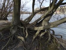 Hainburger Donauauen outside the National Park