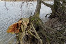 Hainburger Donauauen outside the National Park