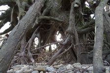 Hainburger Donauauen outside the National Park, beneath tree roots