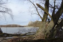 Hainburger Donauauen outside the National Park, view to Devínsky Hrad