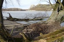 Hainburger Donauauen outside the National Park, view to Devínsky Hrad
