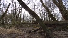 Hainburger Donauauen outside the National Park