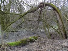 Hainburger Donauauen outside the National Park