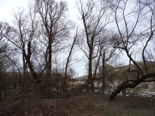 Hainburger Donauauen outside the National Park