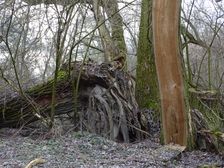 Hainburger Donauauen outside the National Park